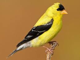 Finch