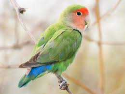 lovebird