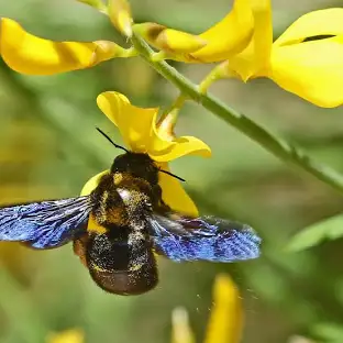 carpenterbee